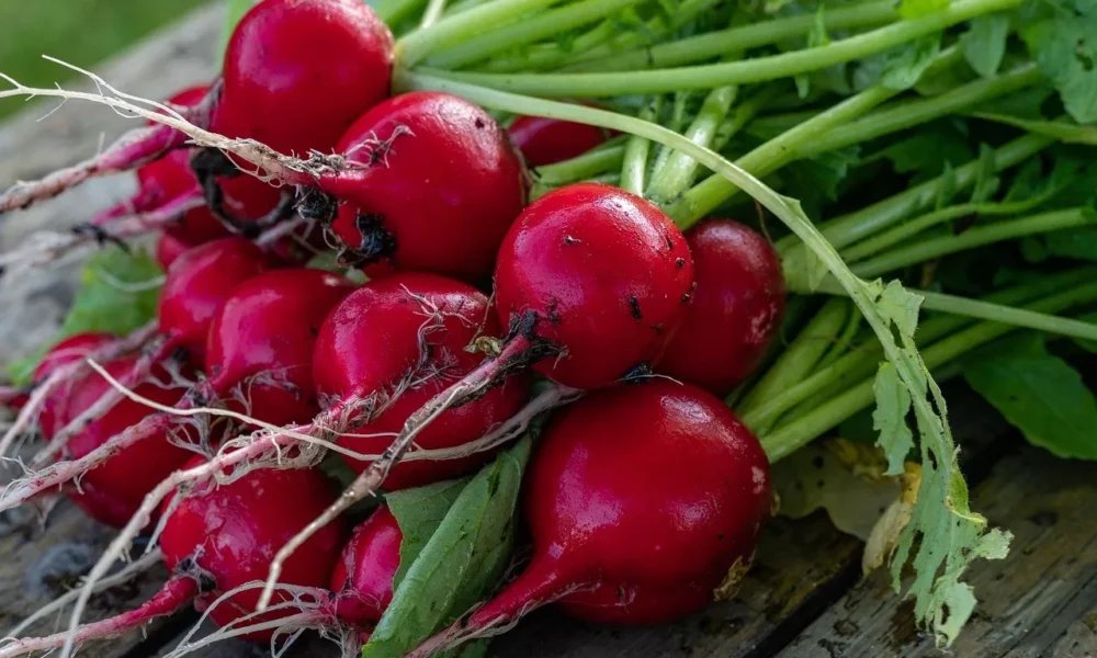 Редиска на столе