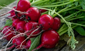 Редиска на столе