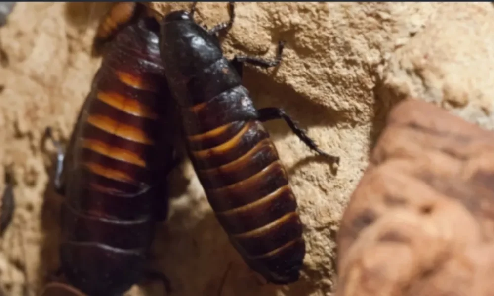 Тараканы бегают по камню