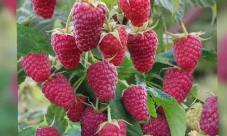 Куст малины