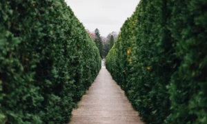 Дорожка между зелеными насаждениями