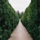 Дорожка между зелеными насаждениями