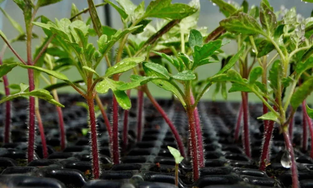 Растения в земле