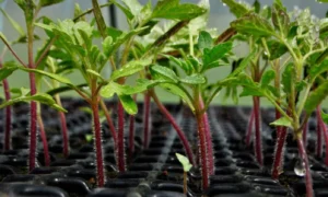 Растения в земле