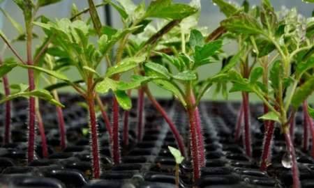 Растения в земле