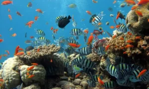 Рыбы под водой