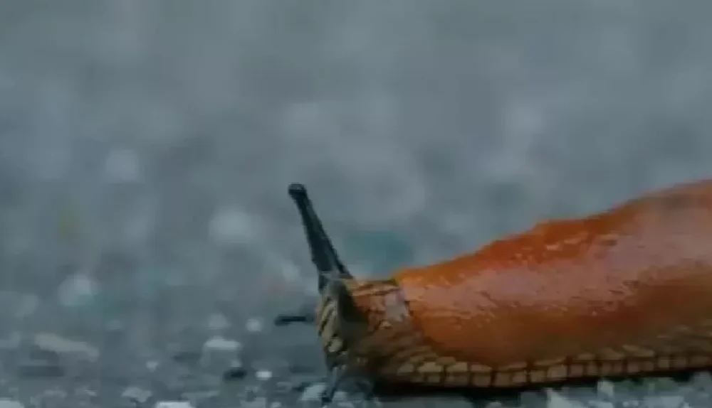 Слизень ползет по асфальту