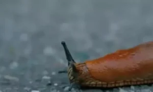 Слизень ползет по асфальту