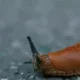 Слизень ползет по асфальту