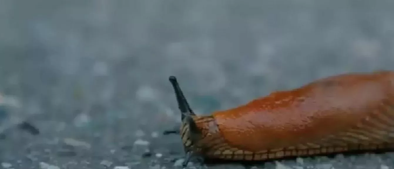 Слизень ползет по асфальту