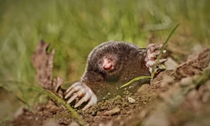 Животное выглядывает из норы