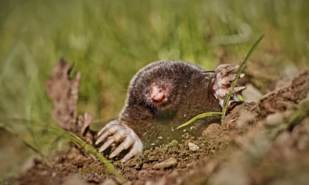 Животное выглядывает из норы
