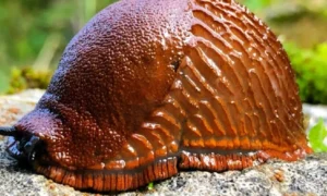 Слизень на камне