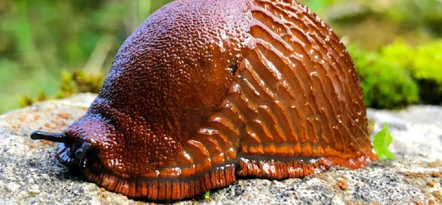 Слизень на камне