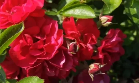 Куст роз в саду