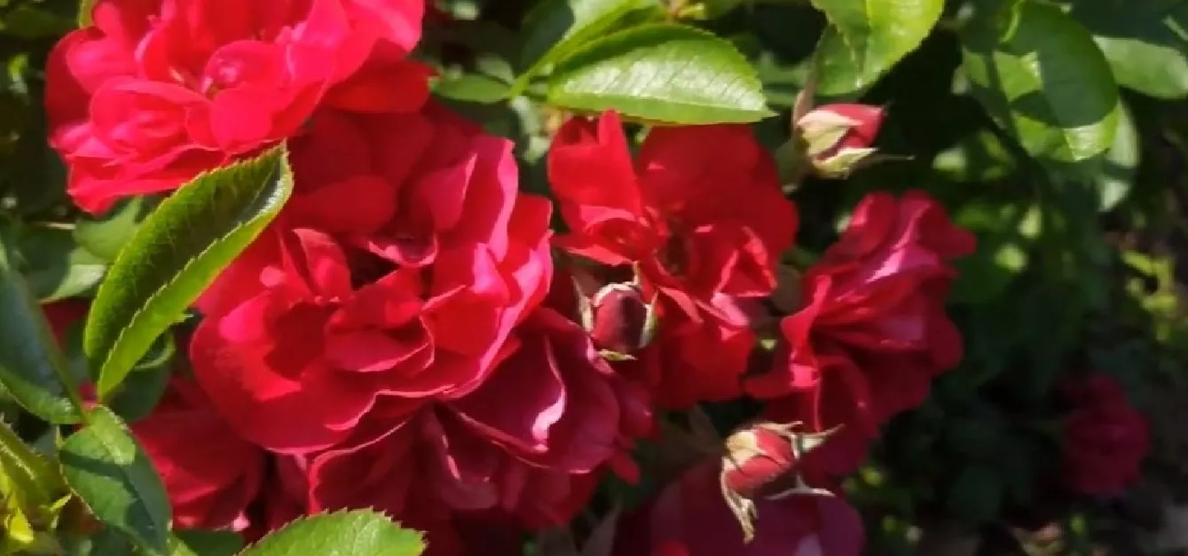 Куст роз в саду