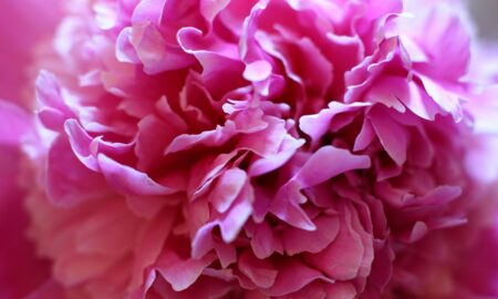 Розовый пион