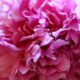 Розовый пион