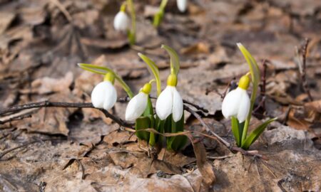 Подснежники