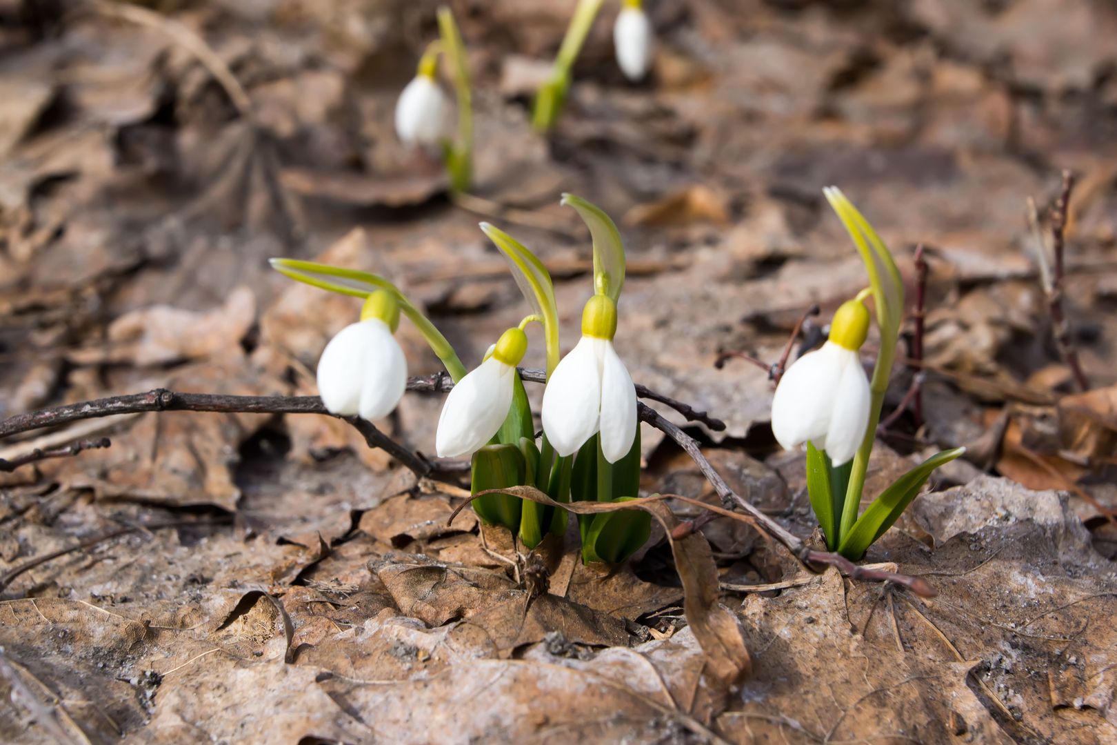 Подснежники