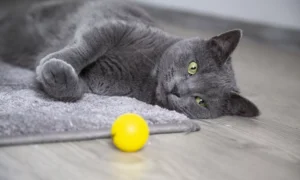 Кошка лежит на полу