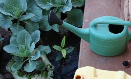 Капуста в саду