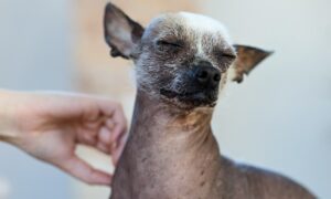 Собаку гладят