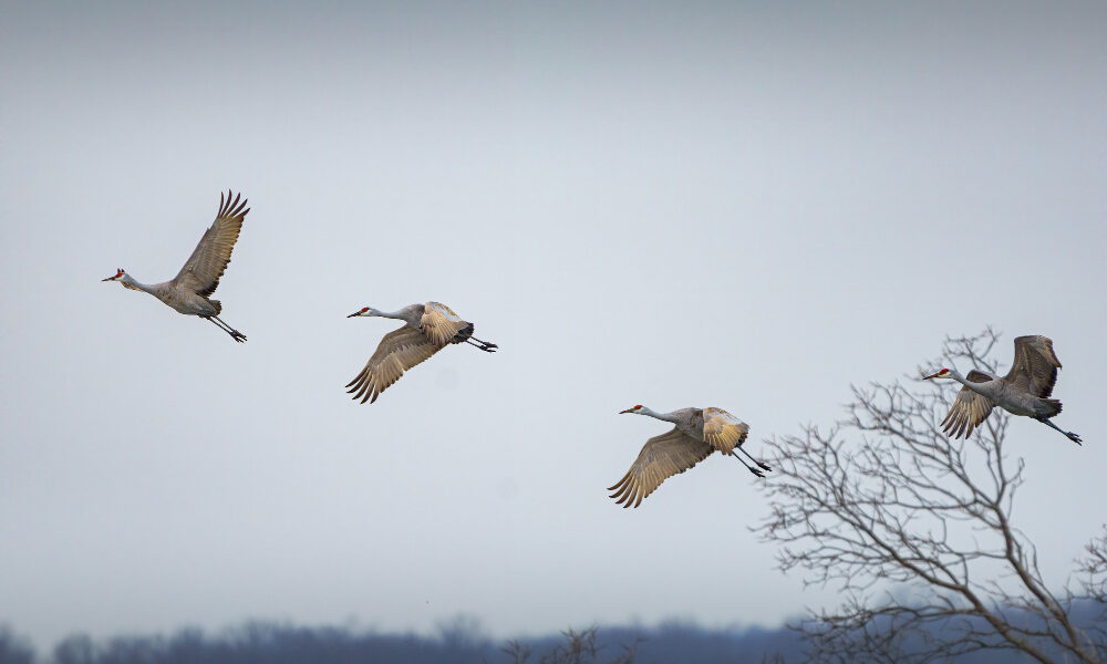 Журавли летят по небу