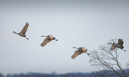 Журавли летят по небу