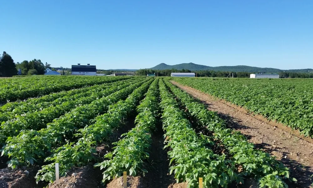 Огород с растениями