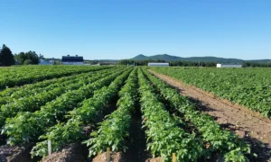 Огород с растениями