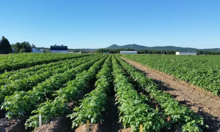 Огород с растениями