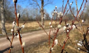 Набухшие почки на веточках дерева весной на фоне неба и дороги