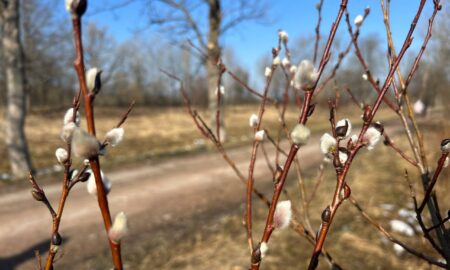 Набухшие почки на веточках дерева весной на фоне неба и дороги