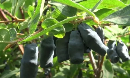 Жимолость на ветке