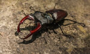 Краснокнижный жук в Калининграде.