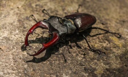 Краснокнижный жук в Калининграде.