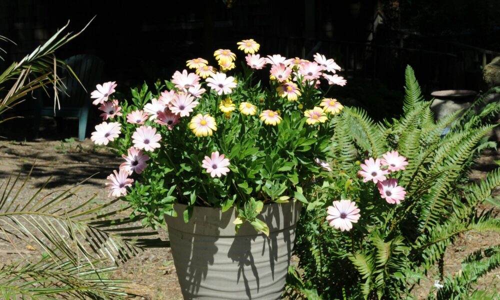 садовое растение