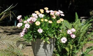 садовое растение