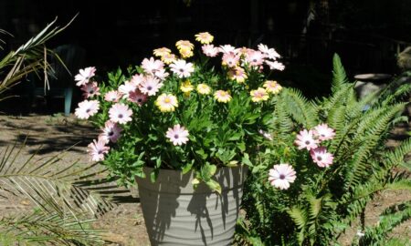 садовое растение