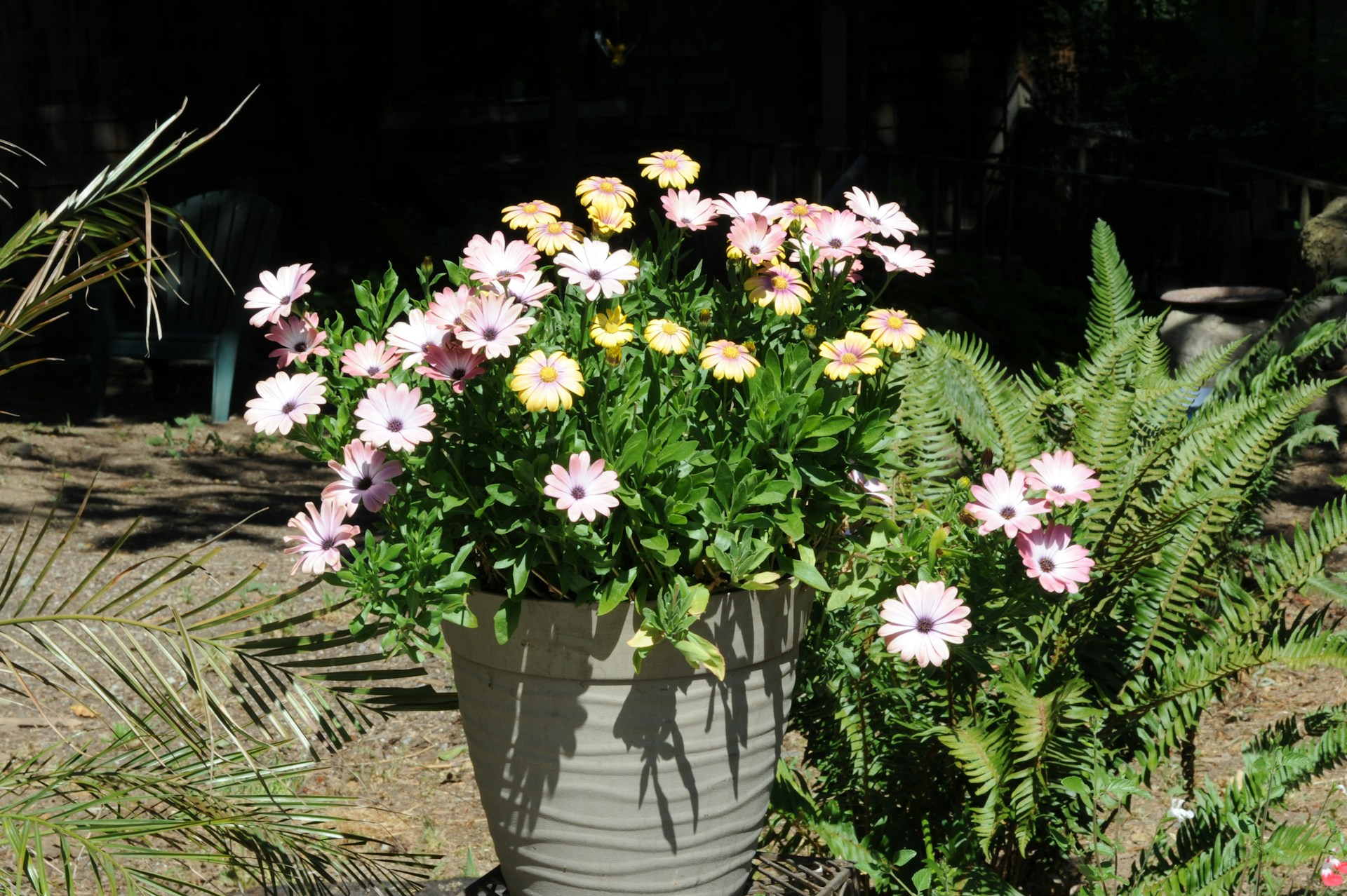 садовое растение