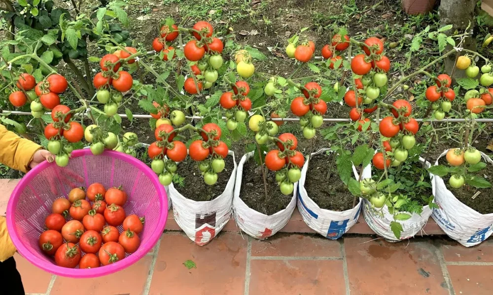 Помидоры в саду