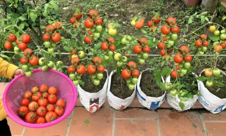 Помидоры в саду