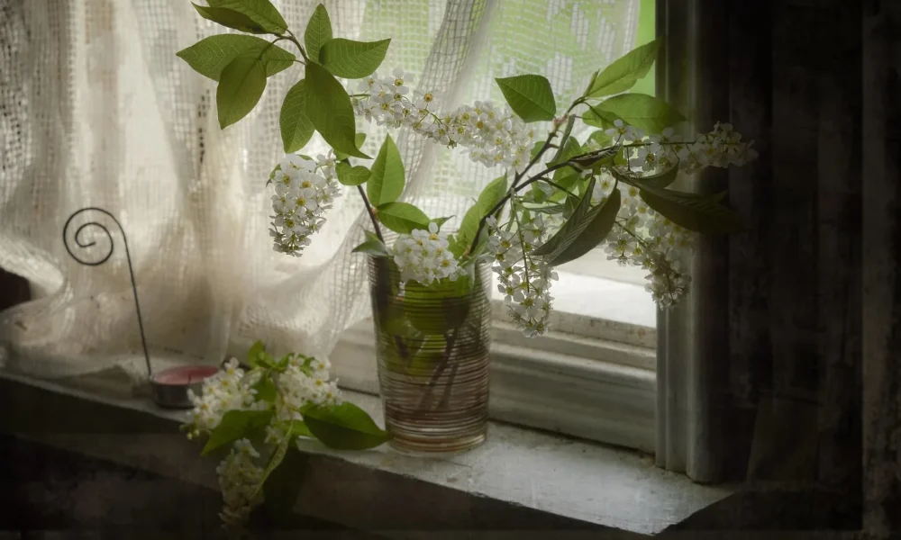 цветы черемухи