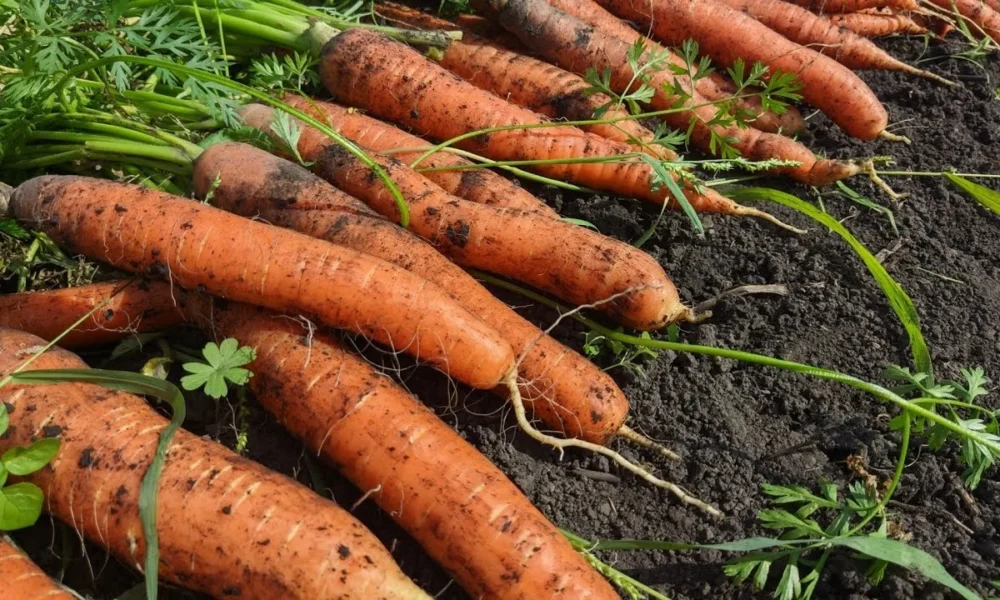 Морковь на огороде