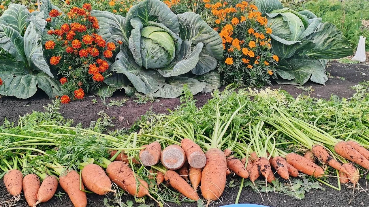 Урожай моркови