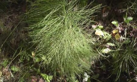 Хвощ на участке