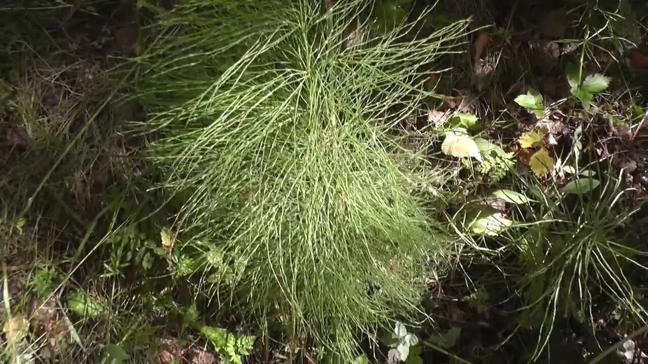 Хвощ на участке