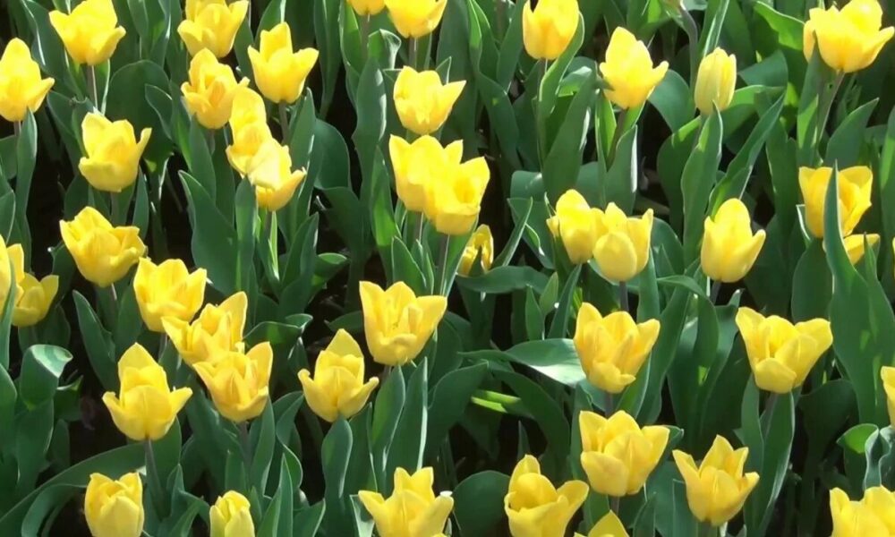Жёлтые тюльпаны