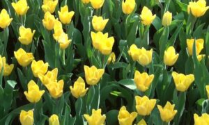 Жёлтые тюльпаны